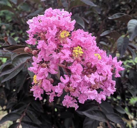 The Symbolism and Meaning Behind Burgundy Magic Crape Myrtle